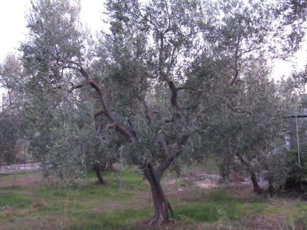 Ulivo Dop Terra di Bari - sottozona Bitonto